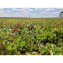 SOPRANATURE Sedum Mats